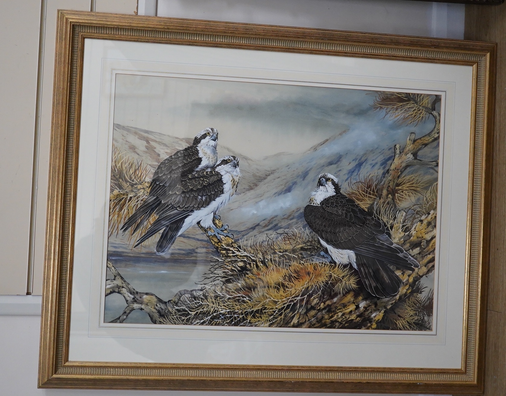 Ian Bowles (1947-2018), watercolour, Ospreys on a nest, 52 x 71cm. Condition - good